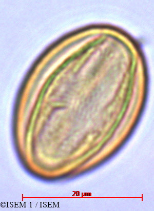 ISEM 1/Lobelia_urens_29421/Lobelia_urens_29421_0005(copy).jpg